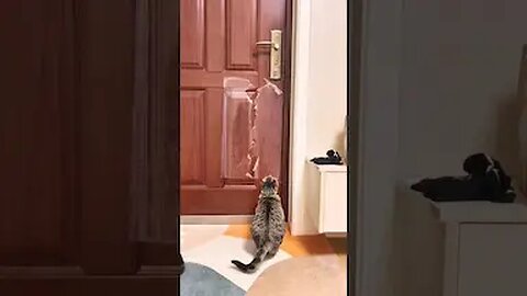 The Cat Jumps To Open The Door!