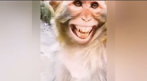 Laugh with the monkey