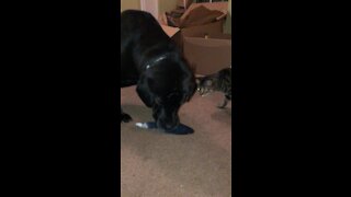 Dog steals Cat’s new toy