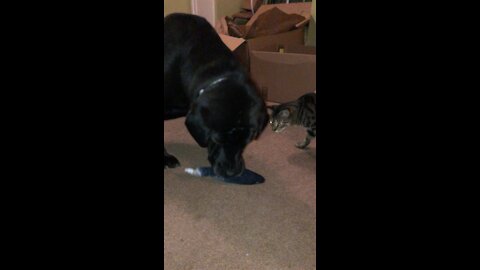 Dog steals Cat’s new toy