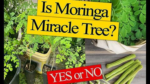 Is Moringa Truly a Miracle Tree?