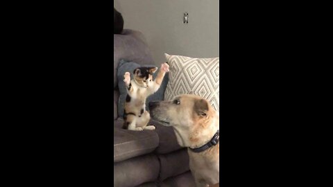 cat vs dog fight funny video clip's. try not to laugh pets animals funny videos clips.