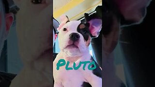 Pluto - 3 month old Pocket bully.