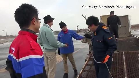 Reindeers in Japan audition for pizza delivery job