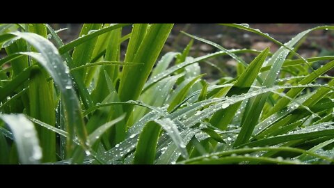 Grass Drops Green Garden Summer Rain Plant Flora 😊 Sounds to Sleep, Study, Relax, Reduce Stress