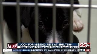Look for missing pets at shelters