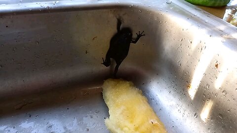 frog trying to climb