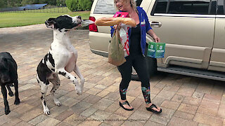 Bouncing Great Dane Really Wants to Carry the French Bread