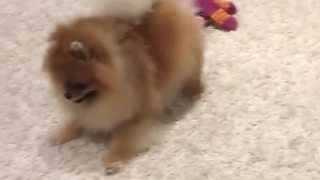High-energy Pomeranian puppy plays with toys