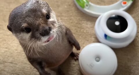 Otters Show Their Unique Personalities_480p