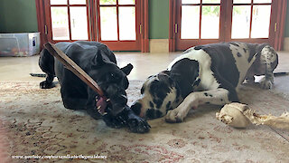 Funny Great Danes Enjoy The Joy Of Chewing A Stick Together