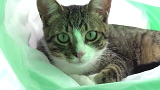 Sneaky Kitten Hides in Cat Tunnel