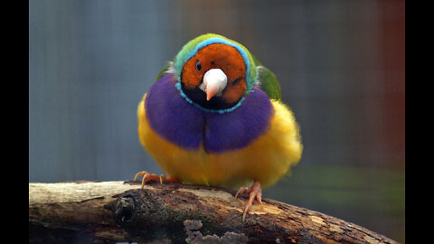 Gouldian finch mating dance