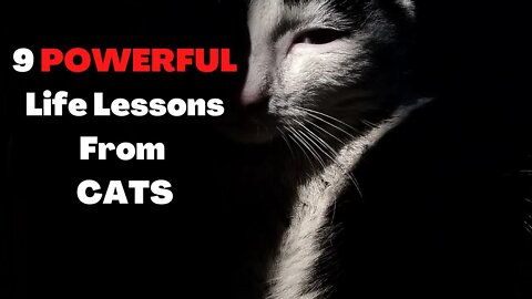TOP Powerful Life Lessons We Can Learn From Cats