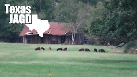 Daytime Hog Hunting | 5 Texas Feral Hogs