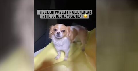 Las Vegas police officers rescue dog from hot car, share video