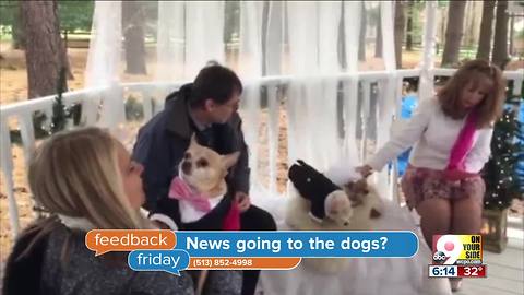 Feedback Friday: News going to the dogs?