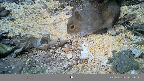 Mr.Squirrel 🐿️ is back in the food 🥣 pile #cute #funny #animal #nature #wildlife #trailcam #farm