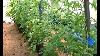 Growing tomatoes in pots