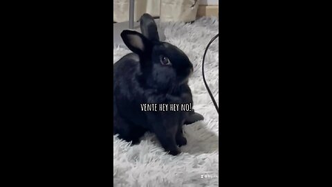Bunny attempts to bite the cable !!