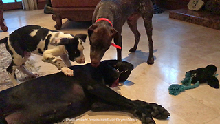 Great Dane Puts Up With Playful Puppy and Pointer
