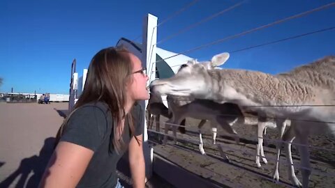 Cute girl gets kissed by a deer!