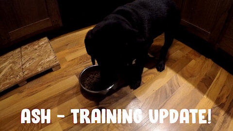 Ash - Training Update 10 Weeks Old