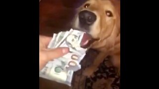 Mischievous Golden Retriever eats $100 bills