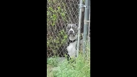 Excited Dog Can't Control Screaming Upon Owner's Arrival
