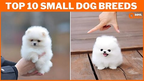 Top 10 Best Small Dog Breeds in the World: Revealing Tiny Titans of Cuteness!