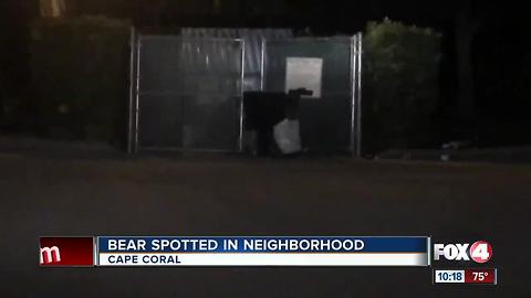 Bear on the run in Cape Coral