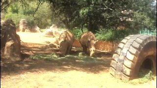 SOUTH AFRICA - Johannesburg - Joburg Zoo (videos) (Umt)