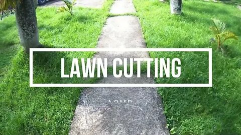 Lawn Cutting ASMR | Satisfying [NO TALKING]