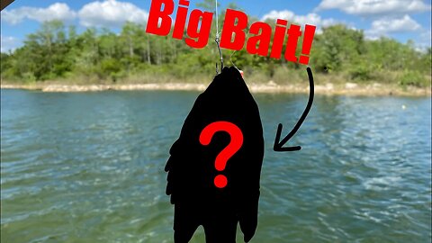 This is what the Pros use | Best method for live bait fishing