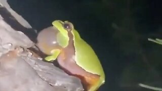 [10 HOURS] of Jazz Frog