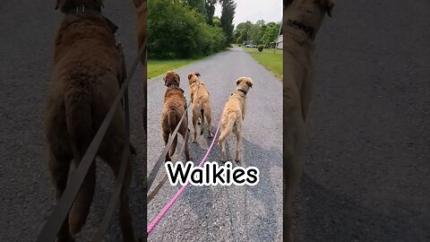 Walkies with the kiddos... #dogwalking #lifewithdogs
