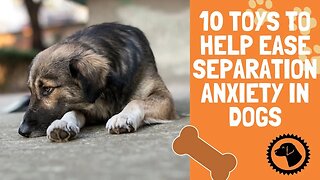 10 Toys To Help Ease Separation Anxiety In Dogs | DOG PRODUCTS 🐶 #BrooklynsCorner