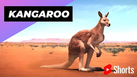 Kangaroo 🦘 One Of The Cutest & Dangerous Animals In The World #shorts