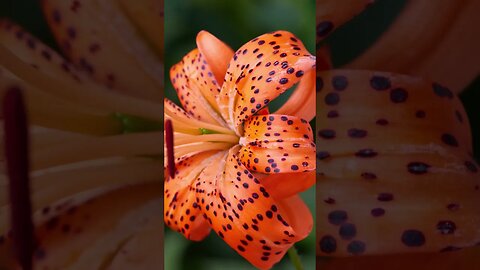 TIGER LILY: A gorgeous, easy-care, drought-tolerant perennial daylily to try in your flower garden