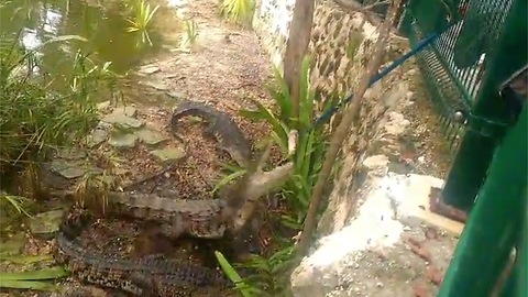 Fearsome Crocodiles have a feast at Vidanta Resort Riviera Maya