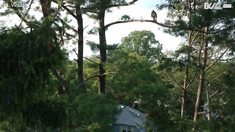 Ce faucon agacé s'attaque à un drone en plein vol