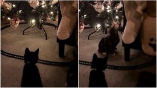 크리스마스트리에서 고양이를 떼어놓는 최고의 방법