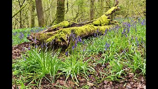 Blue Bell wood on top of a Wiltshire hill