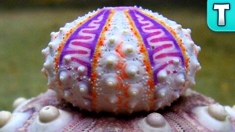 Rare Sea Urchin Discovered on Ebay! | Exquisite Sea Urchin