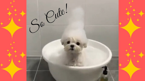 Oh So Cute - Puppy Getting A Bubble Bath!