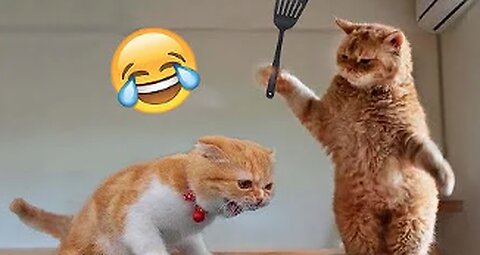 Best Funny Animals Video's of 2023
