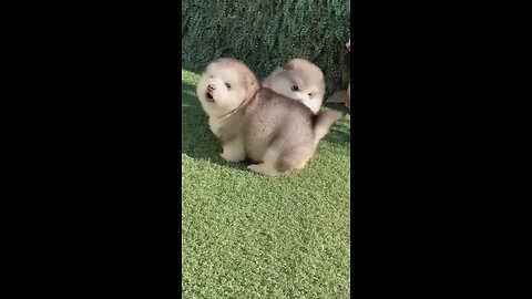cute puppys
