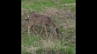 Grazing deer