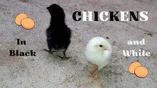 Chickens - In Black and White