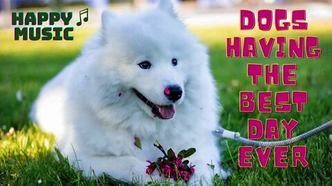 Dogs Having The Best Day Ever to Upbeat Music | Funny | Cute | Uplifting |